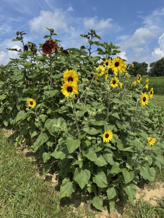 Albright Acres Flower Farm_Sunflowers