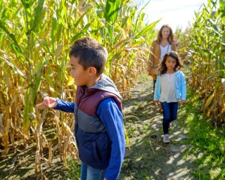 Beasley's Orchard | Corn Maze