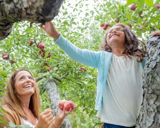 Beasley's Orchard | U-Pick Apples