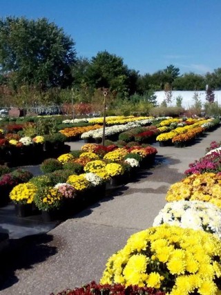 Cox' Plant Farm