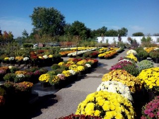 Cox' Plant Farm