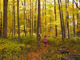 Burnett Woods Avon