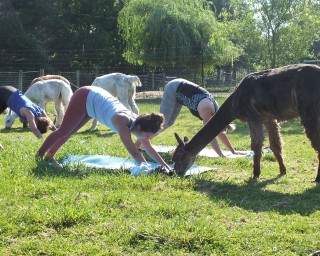 Montrose Farms Alpaca Ranch