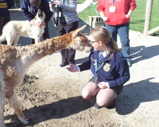 Montrose Farms Alpaca Ranch