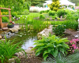 Pond at Avon Gardens