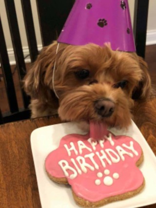 Paw Street Bakery - Dog Birthday Treat