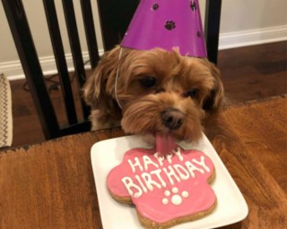 Paw Street Bakery - Dog Birthday Treat