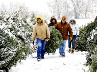 Evans Whispering Tree Farm